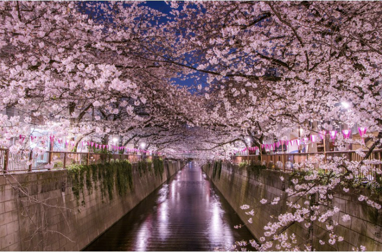 Cherry Blossom (Japan) 