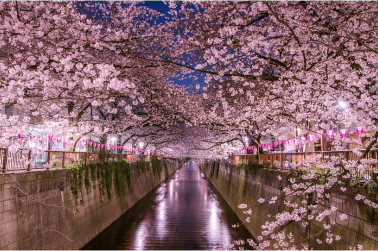 Cherry Blossom (Japan)