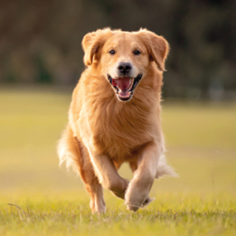 GedragsTHERAPIE  voor Honden  Professionele Hulp op Maat